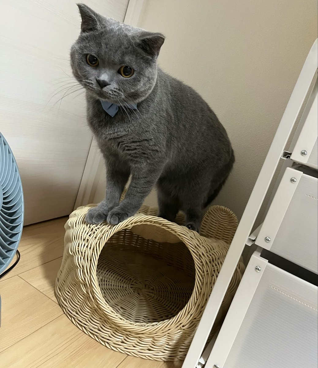 su_pa_prettycat's tweet photo. 中には決して入らない

#ブリティッシュショートヘア https://t.co/6HT3YMVJmS