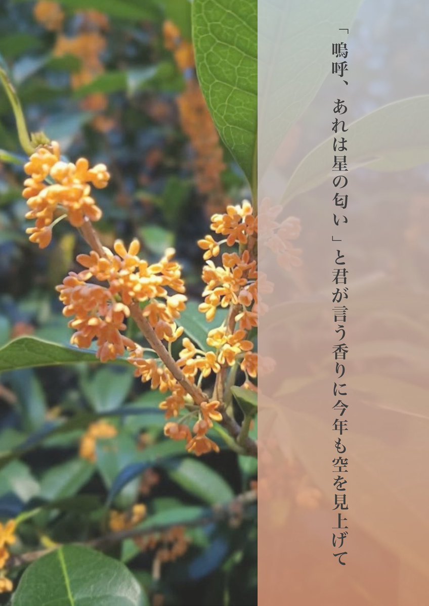 hisora01's tweet photo. 「嗚呼、あれは星の匂い」と君が言う香りに今年も空を見上げて
#ポプラより少し遅く　#短歌

素敵な企画に参加させていただきました。河鹿さん、フォロワー様200人おめでとうございます🌱 https://t.co/ypQL67Lfp1