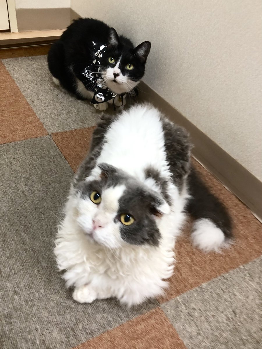 catcafenyankoto's tweet photo. 本日も閉店いたしました！

明日は12時〜20時までの営業になります！

隅っこに集うハチワレコンビでおやすみなさい🐑🍙💤
#にゃんこと #猫カフェ #猫 https://t.co/Tvvu2irRl1
