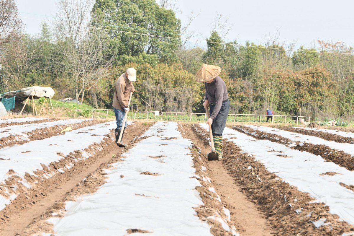 JesseHendevmyx's tweet photo. In the field, the dexterous hands work with skilled precision to tend to crops. https://t.co/0ZMt5onCIC