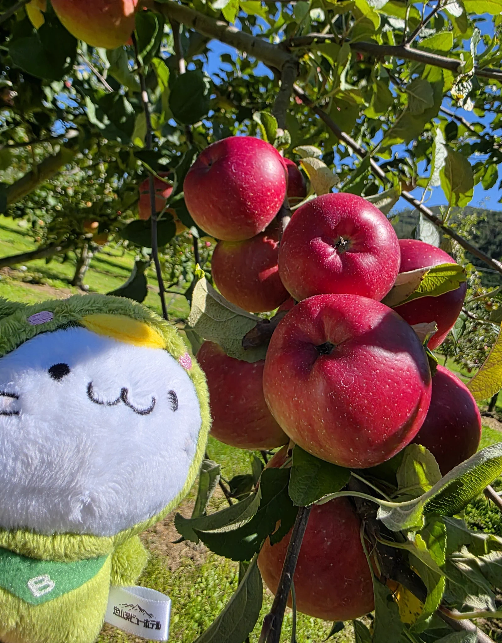 🦁いりんご🍎 on X: 