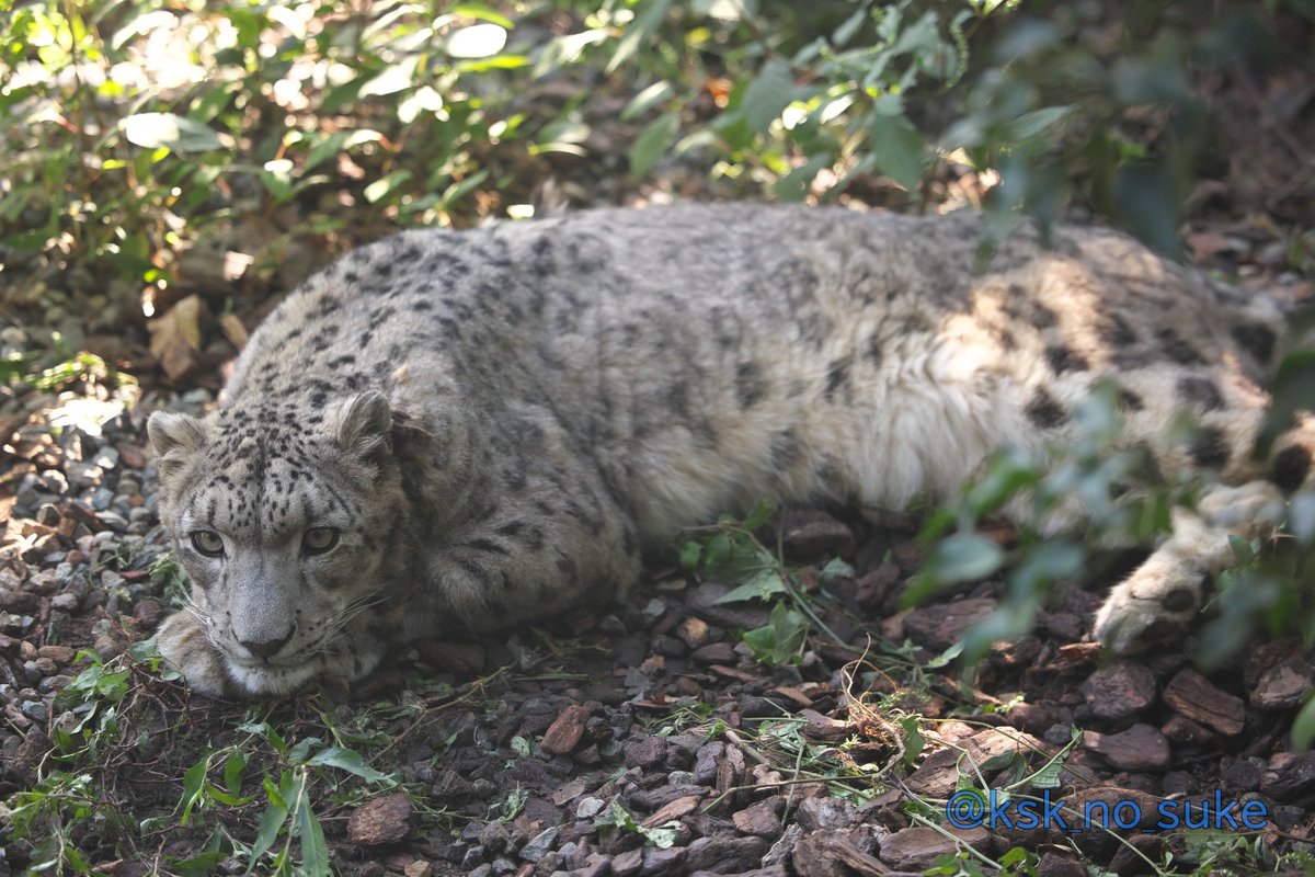 ksk_no_suke's tweet photo. スカイでおやすみなさいぃ～
📷2026.9/17
#いしかわ動物園 #ユキヒョウ #スカイ https://t.co/RBrXbPefL1