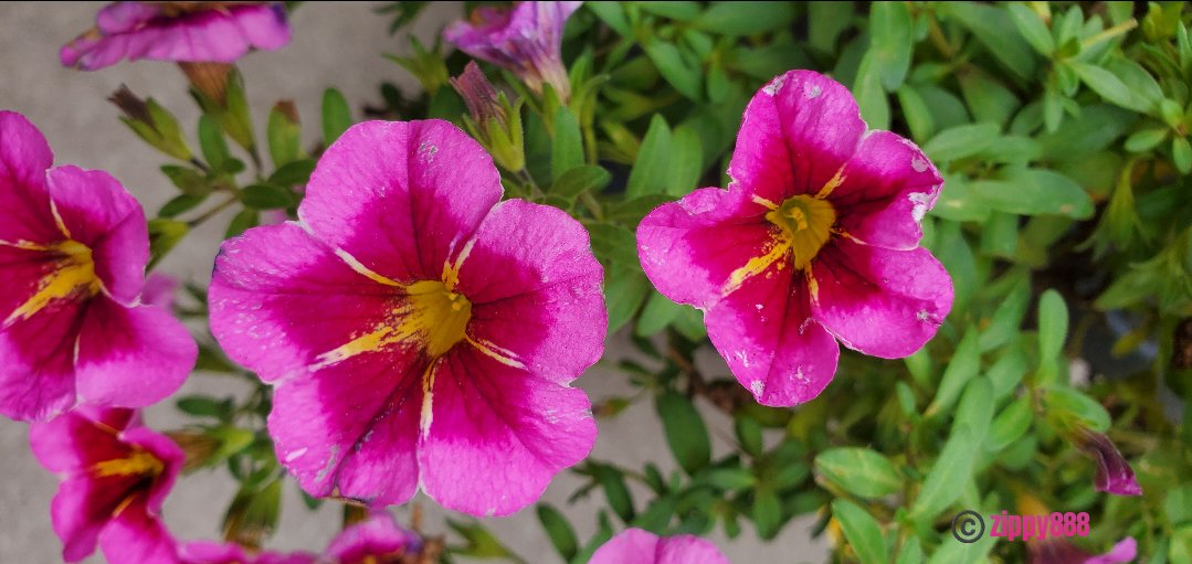 zzippy888's tweet photo. Happy FriYay! π
#Petunias fading #Fall2026 #photography #myplant #bloomscrolling #FlowersonX #FlowersOnFriday https://t.co/OgL26BqLlE