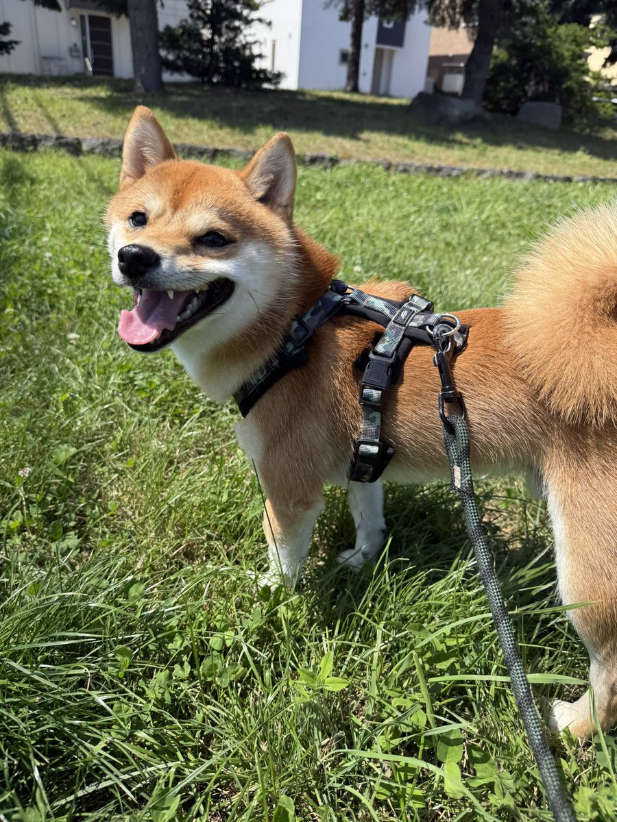 8wdyagicha_16's tweet photo. 午後4時ごろ
札幌市東区の丘珠公園付近で
愛犬が行方不明になりました。
見かけましたら
DMご連絡お願いします。

犬種　豆柴
色　　茶色
特徴　足が白くて目が丸く髭が長め
年齢　1歳3ヶ月
体重　６キロ

#札幌#北海道#迷子#豆柴 https://t.co/Mrq6TJqWU1