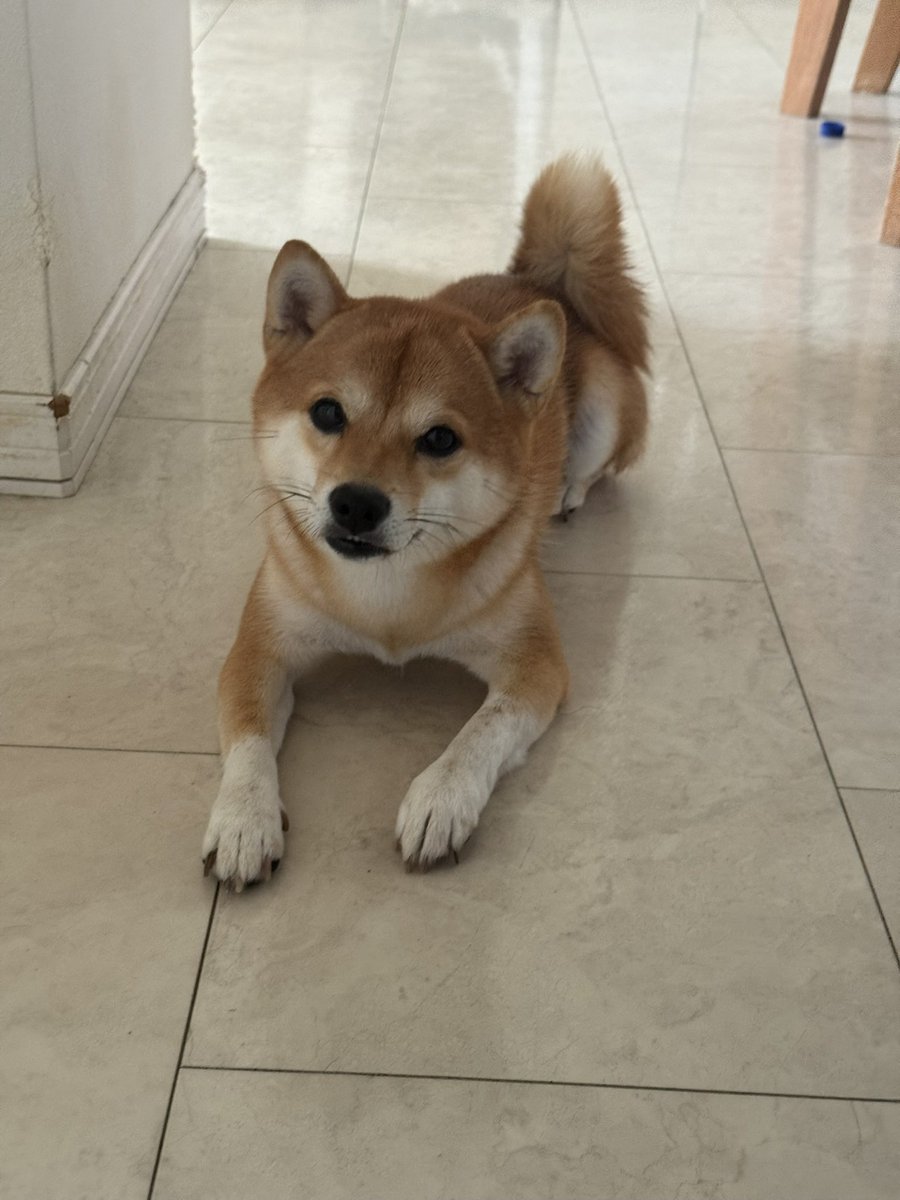 8wdyagicha_16's tweet photo. 午後4時ごろ
札幌市東区の丘珠公園付近で
愛犬が行方不明になりました。
見かけましたら
DMご連絡お願いします。

犬種　豆柴
色　　茶色
特徴　足が白くて目が丸く髭が長め
年齢　1歳3ヶ月
体重　６キロ

#札幌#北海道#迷子#豆柴 https://t.co/Mrq6TJqWU1
