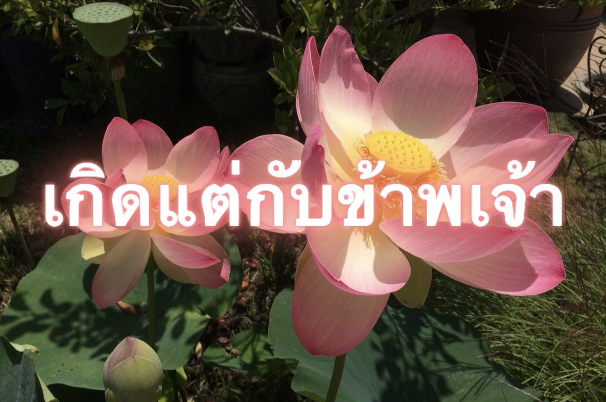 Iaunza's tweet photo. อีกแร้ะ https://t.co/3vCjN3Q0V2