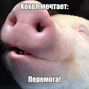 XimenaBallcnxy's tweet photo. @Bombardir444 @prof_preobr А что нам блевать то? У нас люди сами смотрят его эфиры, причем с большим интересом. Реально говорил дельные вещи особенно про то что Россия не агрессор, а СВО просто ответ на вашу конченную русофобию https://t.co/pdj0DldTnf