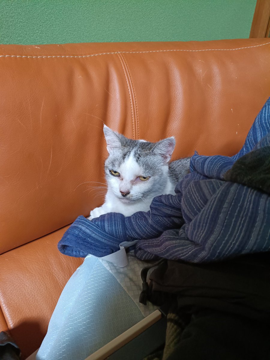 tetsuya32614708's tweet photo. 目がうつろ…なんでこんなとこに寝てんの😳
#猫 https://t.co/6bEIWBGiVO