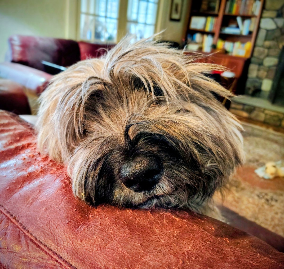notquiteold's tweet photo. Humans 
always seem to identify 
with rich people.
They can picture themselves
living a life of luxury.
Dogs 
always wonder if tomorrow
they won’t have  enough food
or a safe place to sleep.
Humans: 
if you can’t even imagine 
what it’s like to be poor -
You should try it. https://t.co/s8qPgs1TjF