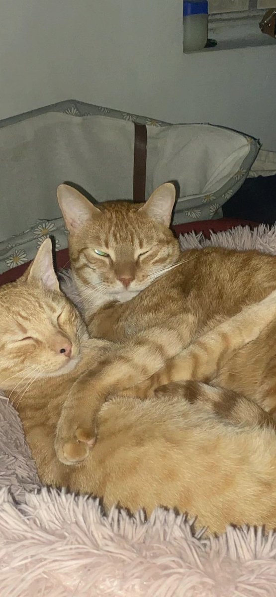 SamesWilsokk's tweet photo. I love my cats, they’ve helped so much with my mental health
#CatsOfTwitter #FurryFriends https://t.co/pyrFIDUHke