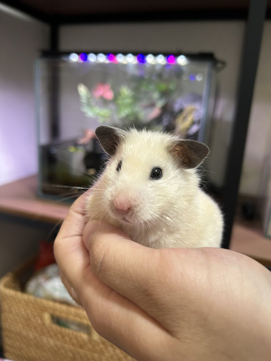 Odango_alien_'s tweet photo. あと数ヶ月で家に来て2年か〜
たった2年で人間は色々あったし
環境変わったりもしたけど
元気で育ってくれて良かった🥹 https://t.co/PqXoNaCUlR