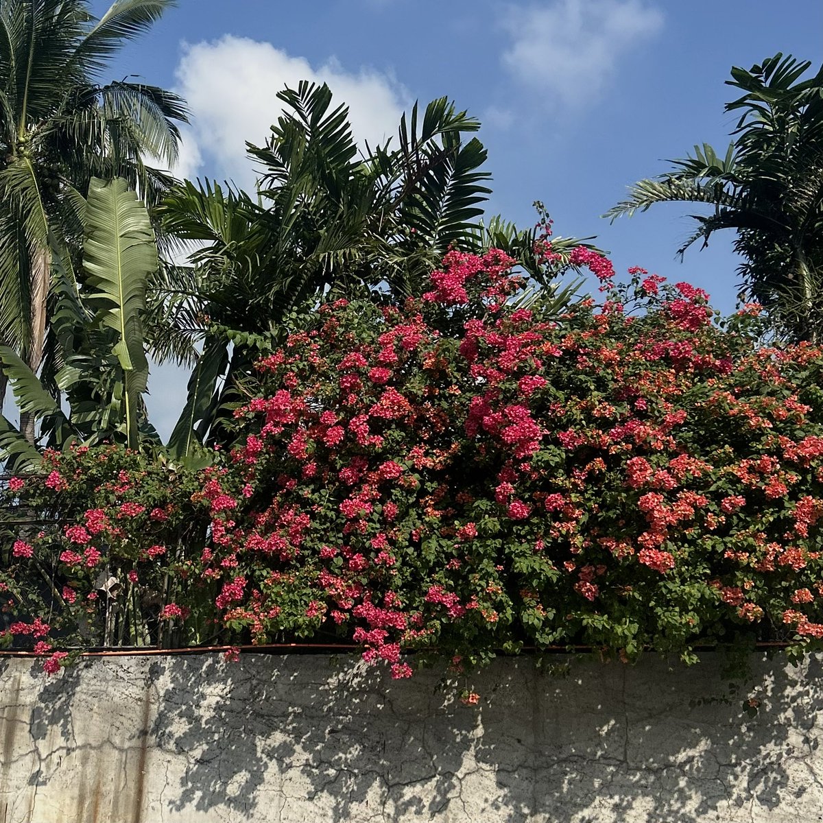 beeanx's tweet photo. flowers are blooming again :) https://t.co/22z1Zwl6uc