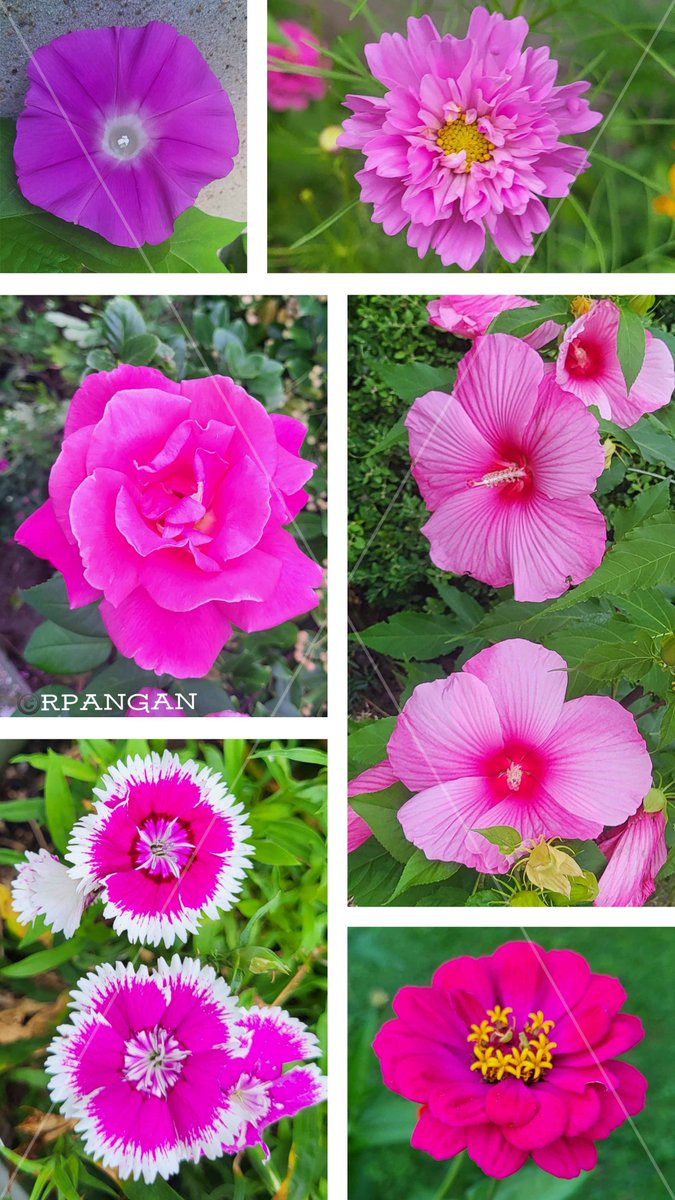 peREMnial's tweet photo. September Pink Club: morning glory, cosmos, rose, hibiscus, dianthus, and zinnia. 🌸
#FlowersOnFriday 
#MyGarden
#pinkfriday
#gardening 
#flowers 
#flowerphotography 
#septembergarden 

📸Sept. 2026 https://t.co/Q9oBfYYy8G