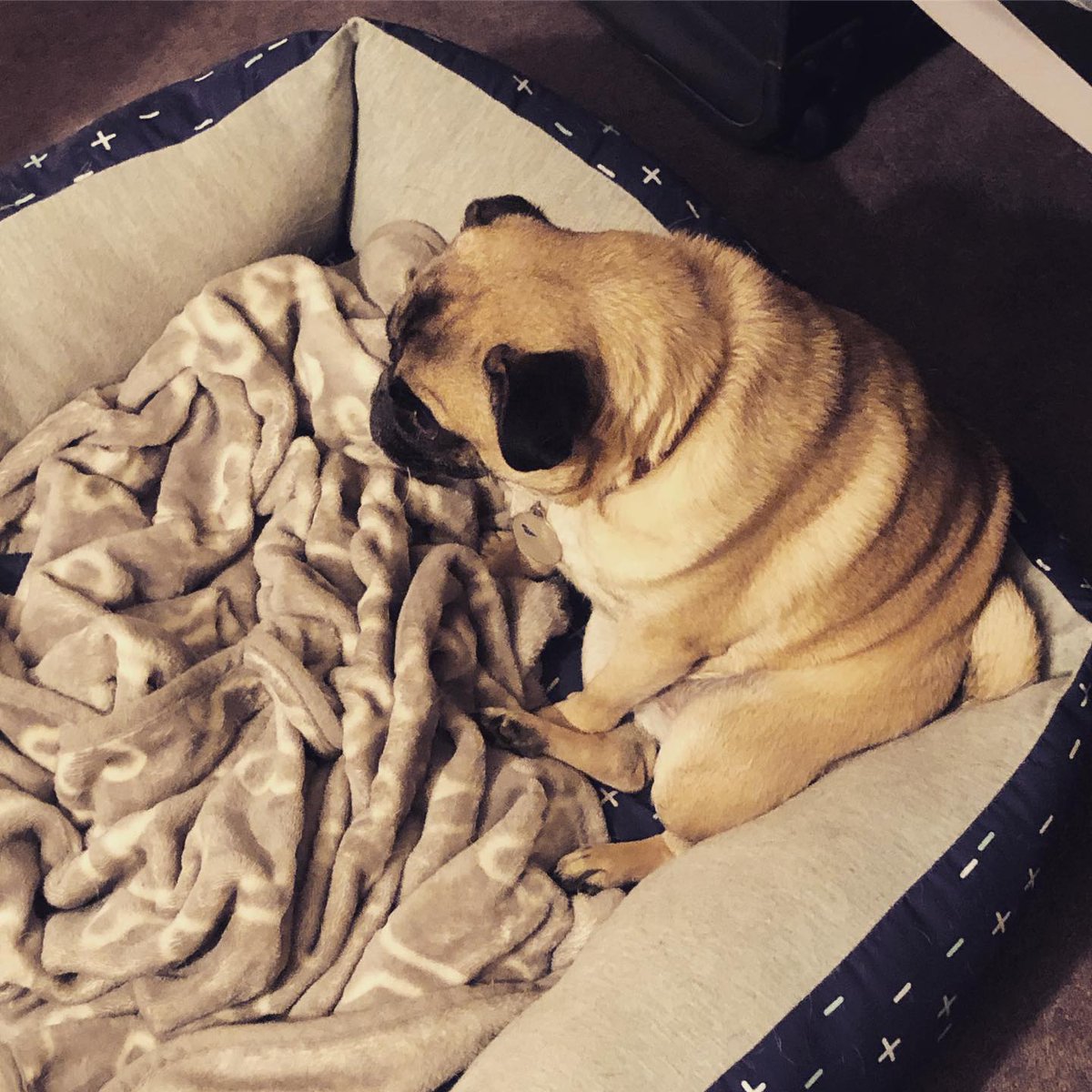 InesKmetso's tweet photo. When your competition for bread rolls is a pug that has packed on the winter pounds. https://t.co/sZYbo7PqWz