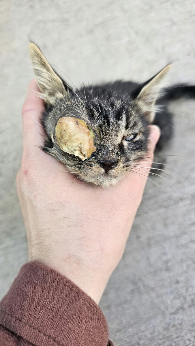 KIRIKHANpati's tweet photo. Offff deliricem şu haline bakın
Kliniğe aldım muayene oluyor şuan
Lütfen destek olur musunuz 
İsk panda vet teyit edebilirsiniz https://t.co/WBOMQuQhWO