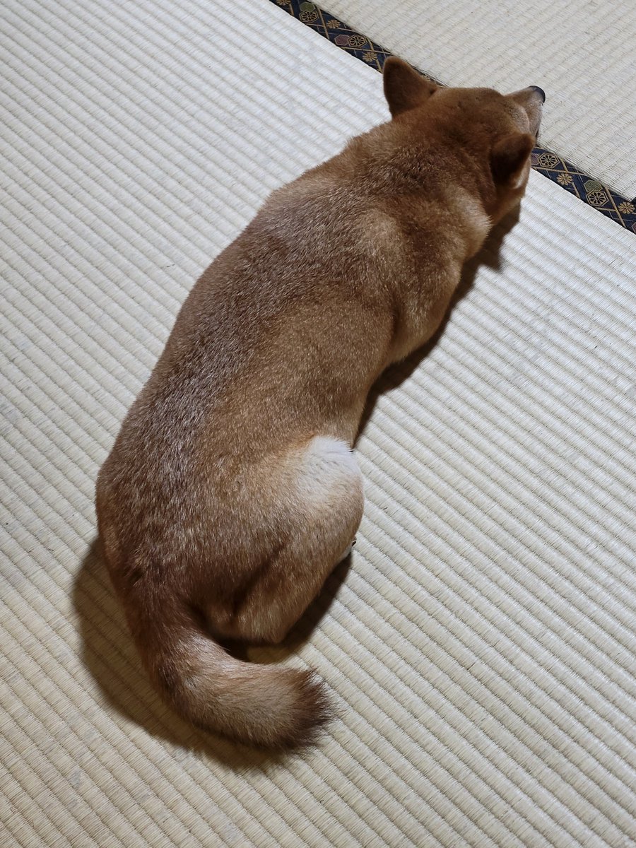 SaltSummerDog's tweet photo. 今日の落ちてる🥖 https://t.co/DbceqGgjPP