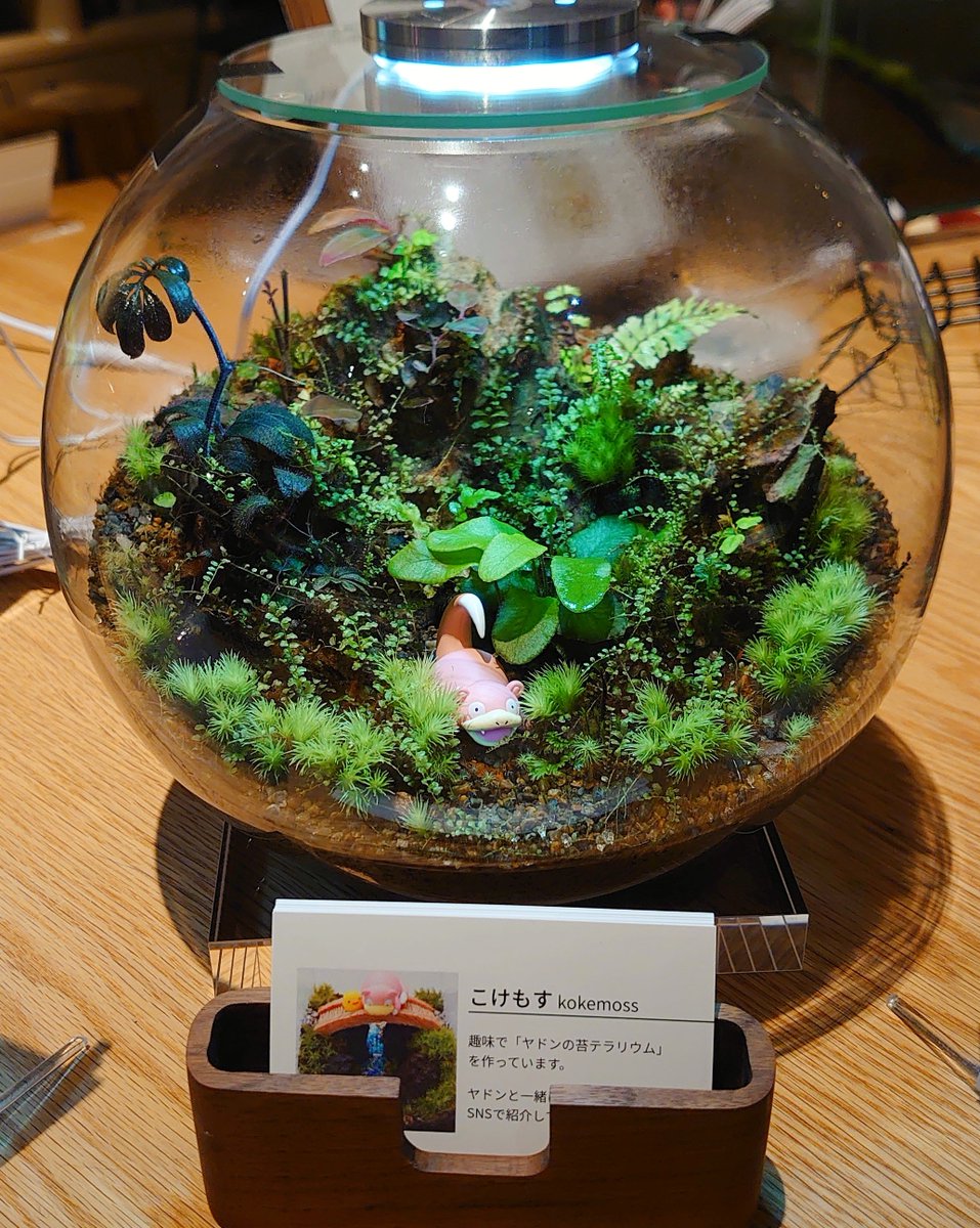 kokemoss_ydn's tweet photo. 2026.10.3（土）- 10.4（日）
神戸テラリウムベース -2026秋-

テラリウムを搬入🌿
ヤドンたちは、今晩は植物園でお泊りです💤 https://t.co/hDjXnlNJZS