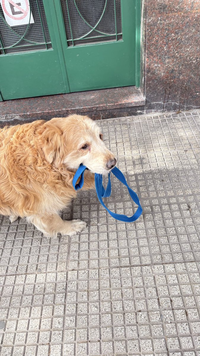 _lakaiser's tweet photo. saldría con una camarita a pasear a mi perro solamente para grabar la reacción de la gente cada vez que ve que el TIPAZO se pide la correa y se pasea solo. él no sabe qué hace sonreír a gente que ni lo conoce https://t.co/ugc7xDA6C1