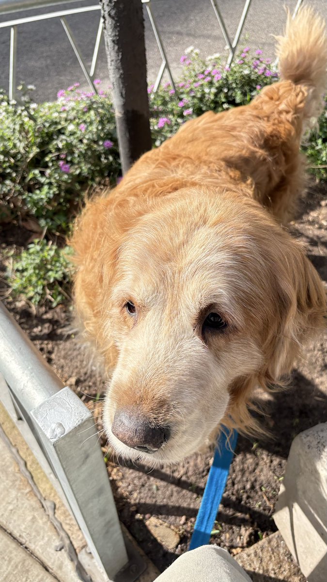 _lakaiser's tweet photo. saldría con una camarita a pasear a mi perro solamente para grabar la reacción de la gente cada vez que ve que el TIPAZO se pide la correa y se pasea solo. él no sabe qué hace sonreír a gente que ni lo conoce https://t.co/ugc7xDA6C1