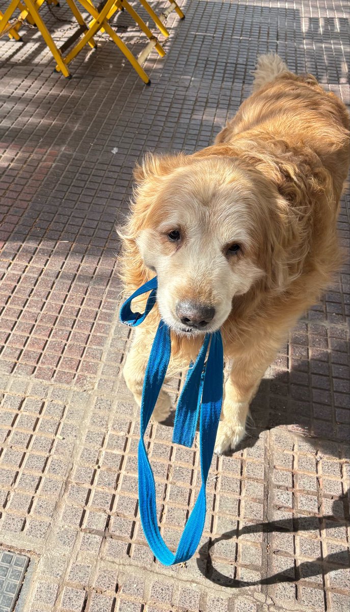 _lakaiser's tweet photo. saldría con una camarita a pasear a mi perro solamente para grabar la reacción de la gente cada vez que ve que el TIPAZO se pide la correa y se pasea solo. él no sabe qué hace sonreír a gente que ni lo conoce https://t.co/ugc7xDA6C1