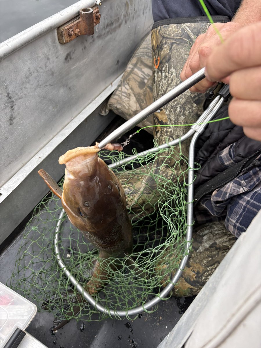 CanadianNunya's tweet photo. Out and about in the boat. Only thing I caught was a 2.5-3 lb sucker. Little buddy was put back in the water. #Fishing #Boating #Nature #MyTherapy https://t.co/P0mlGabXiY
