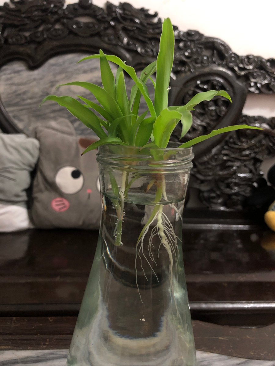 Ilonaendv's tweet photo. Cambia el agua de las plantas de interior que crecen en vasos de agua cada 3 días para prevenir bacterias y que tus plantas se mantengan verdes y saludables! https://t.co/41bZkfBpRQ
