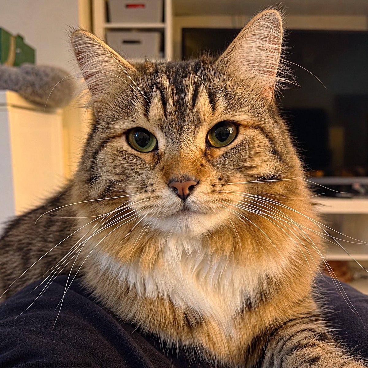 sandiecat51's tweet photo. #Cats #CatsofX #CatsonX https://t.co/gBGjWJWAp8