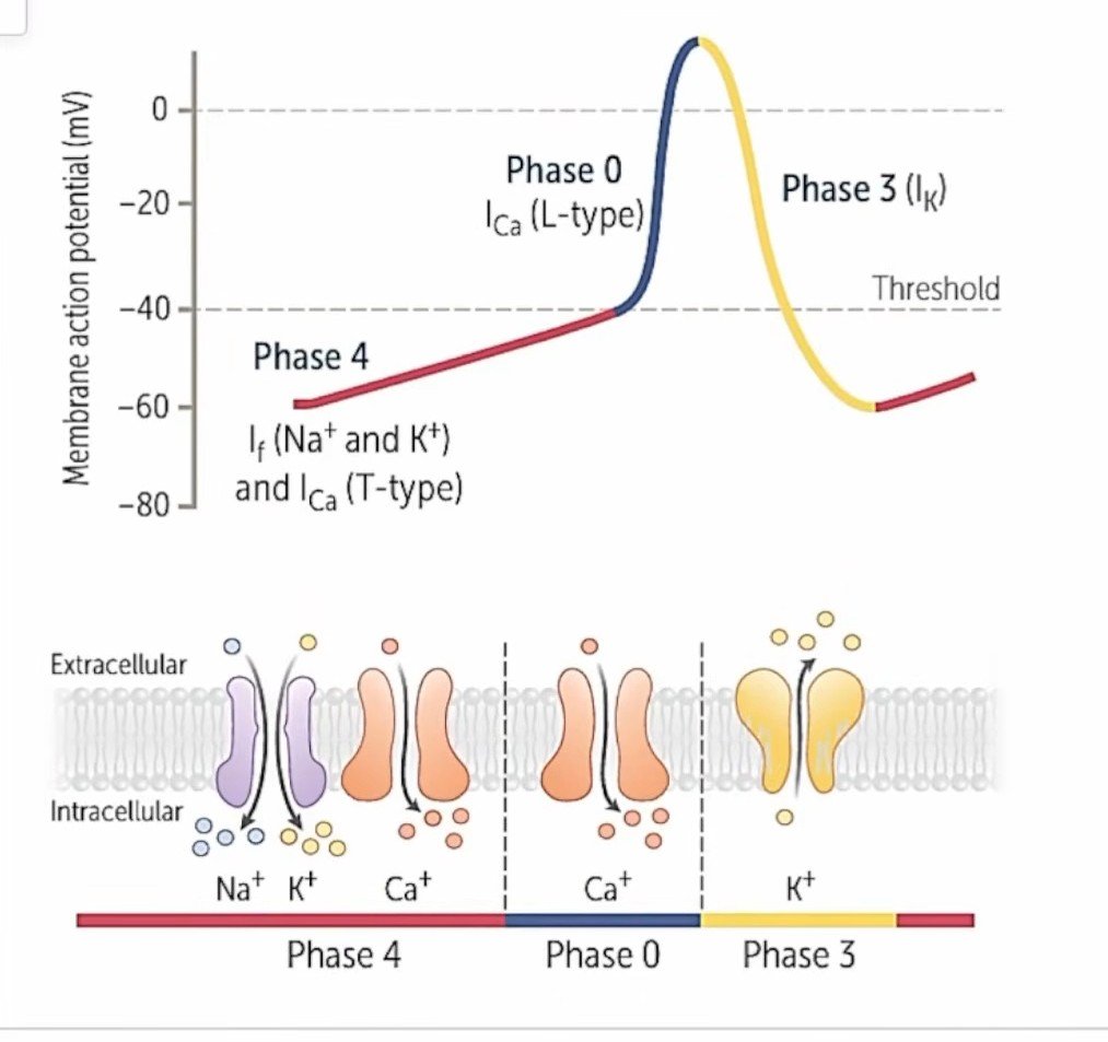 RitheeshKOMC's tweet photo. Phases of action potential in pace maker cells (SA node) of heart.
#funnycurrents #HCN #TtypeCachannels #LtypeCachannels #Cardiology #medx #neetpg #neet #mrcp https://t.co/jJOc24ag6r