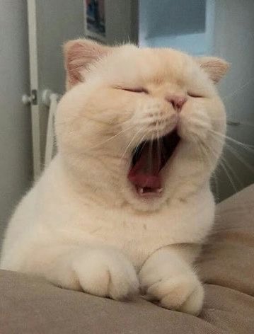 buzunkalbii's tweet photo. cutie sleepy kitty 😭🤏🏻🫠 https://t.co/E4RoLKybql