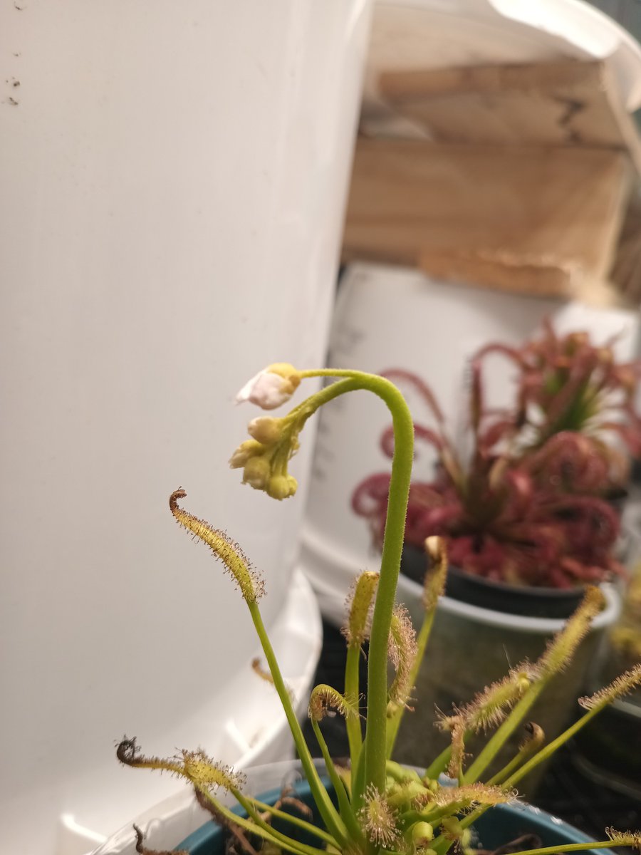 TomWayne1385317's tweet photo. Drosera flower update! Albino is almost there. Everyone else is working up to it
#drosera
#sundew https://t.co/C3RT8tnZ5E