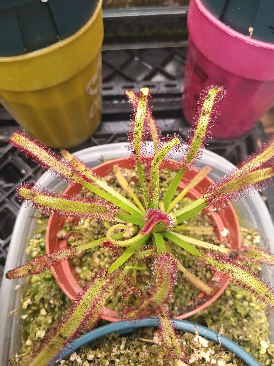 TomWayne1385317's tweet photo. Drosera flower update! Albino is almost there. Everyone else is working up to it
#drosera
#sundew https://t.co/C3RT8tnZ5E