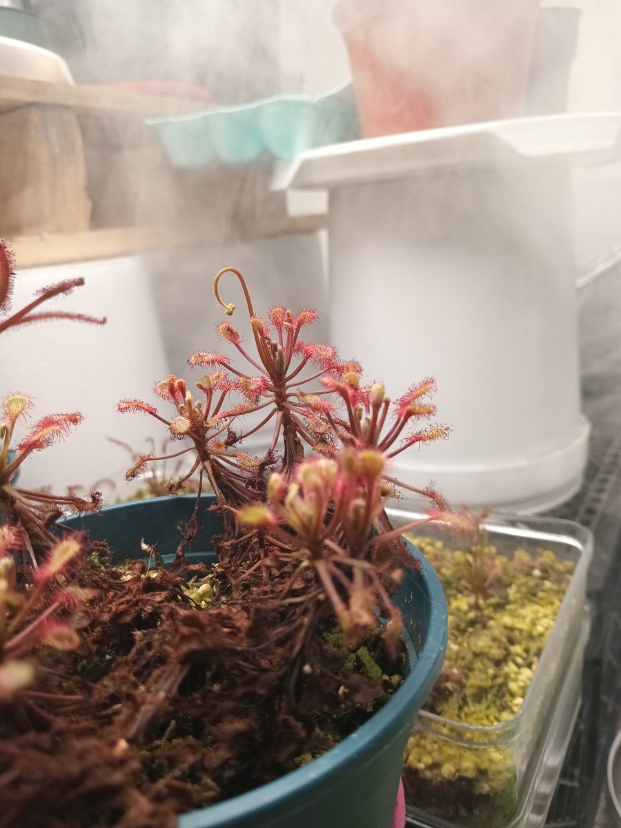 TomWayne1385317's tweet photo. Drosera flower update! Albino is almost there. Everyone else is working up to it
#drosera
#sundew https://t.co/C3RT8tnZ5E