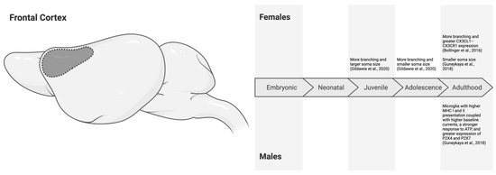 Neuroglia_MDPI's tweet photo. 🏆🧠 A Top 10 Most-Cited Paper of 2025 in Neuroglia!
🔬 Sex and Region-Specific Differences in Microglial Morphology and Function Across Development
🧬 by Indra R. Bishnoi & Evan A. Bordt
🔎 Explore the research: https://t.co/yN88JHZrhk
#BrainDevelopment #Neuroscience https://t.co/GluKRoMxx5