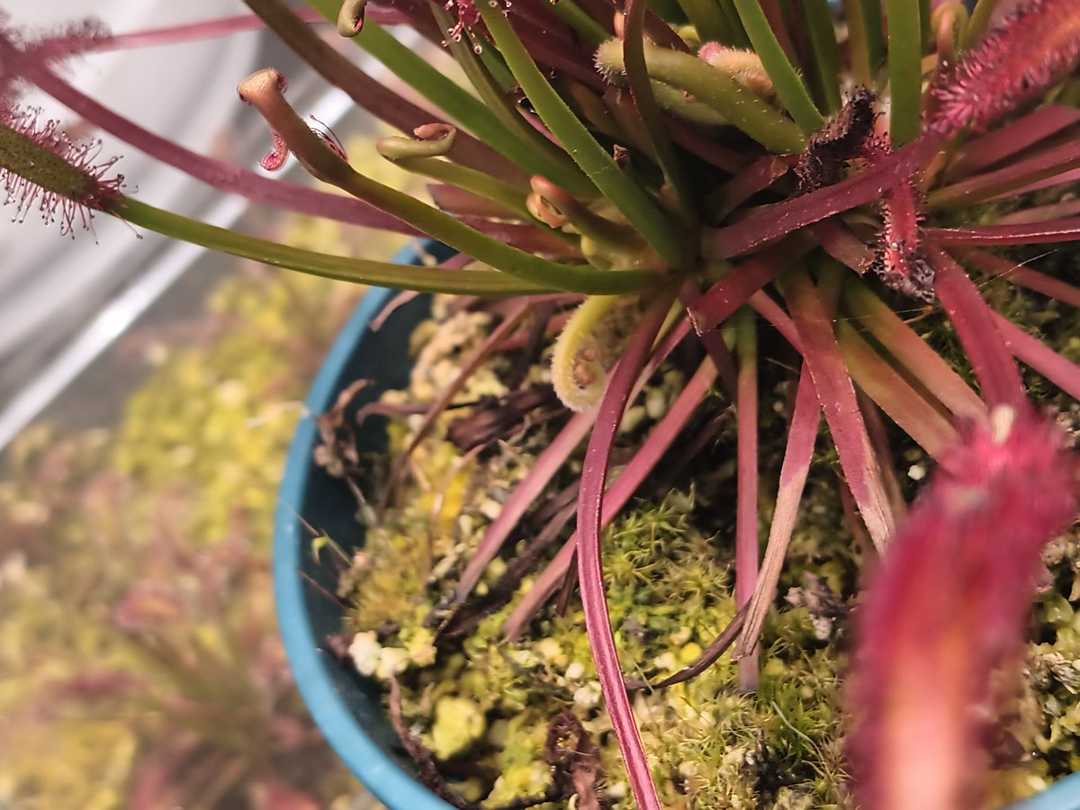 TomWayne1385317's tweet photo. Drosera flower update! Albino is almost there. Everyone else is working up to it
#drosera
#sundew https://t.co/C3RT8tnZ5E