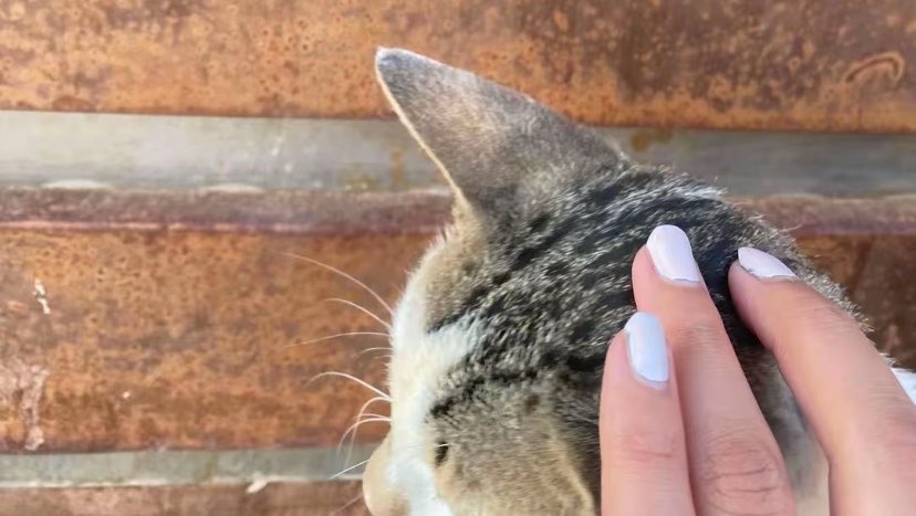 llkaIu's tweet photo. ♾️￼￼￼🐱 https://t.co/4whrc8k9hI