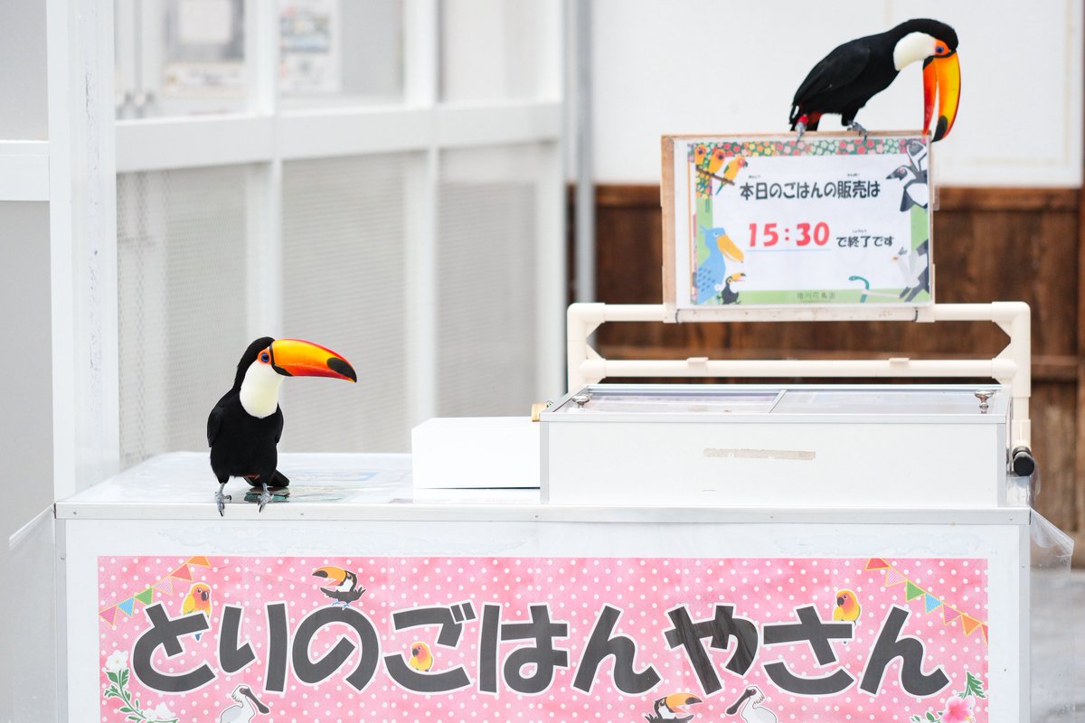 natsu_butagogo's tweet photo. とりのごはんやさんのとり

#オニオオハシ
#掛川花鳥園 https://t.co/J1FbiDOsNp