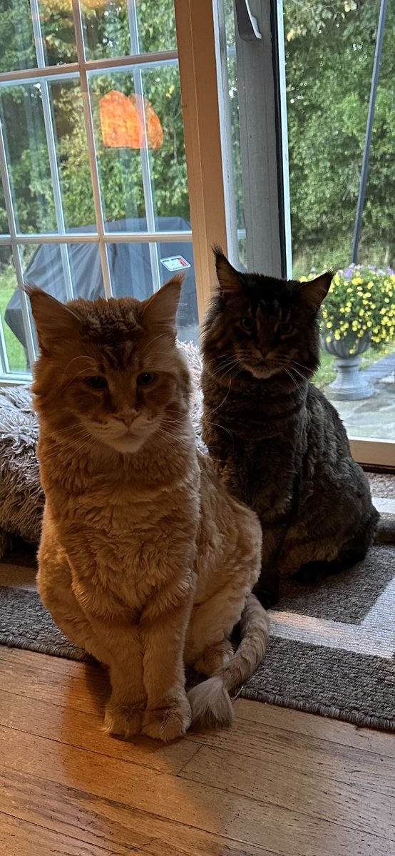 AvocatShell's tweet photo. @MediaClickshot Hello from upstate New York, Dominic. Gus and Max say hello as well. You've got a great mom! https://t.co/Bol0A4BSgU
