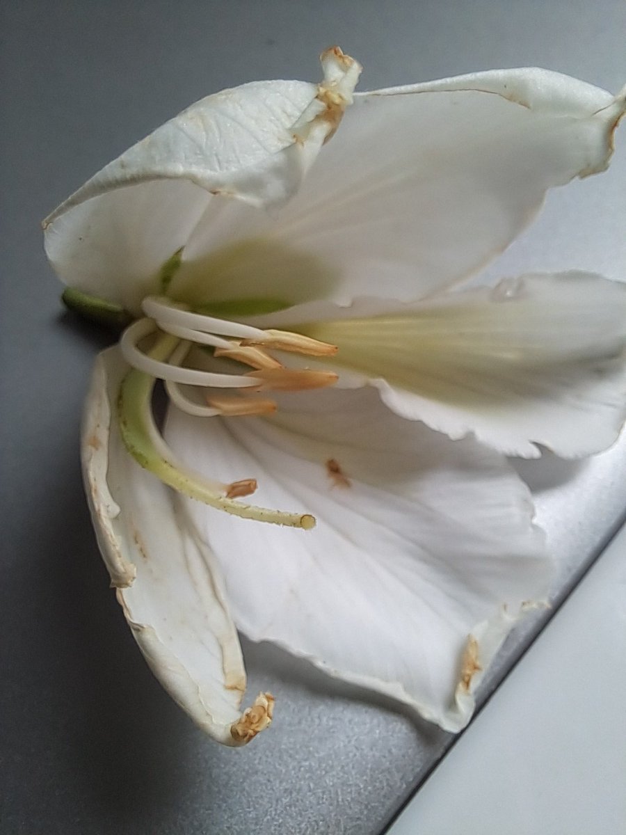 onzevelas's tweet photo. Flor que achei hoje https://t.co/R9bX9ZXzEE
