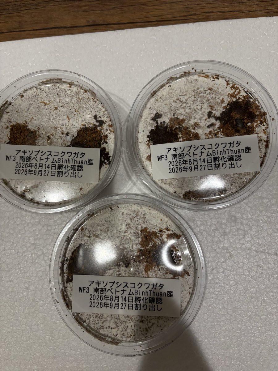 KUWABUN905's tweet photo. アキソプシスコクワガタ
幼虫6匹とれました
とりあえず2匹ずつ菌糸カップ
入れてみました
もし暴れたらマットに変えようと
思います https://t.co/ZTaZ6DUpL9