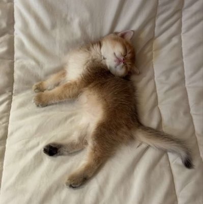 Shxal25's tweet photo. #صورة_جديدة_للملف_الشخصي 
يتم تغير الأفتار لعيون ذالبسَه🤤🤎 https://t.co/g7zrt2n6Wg