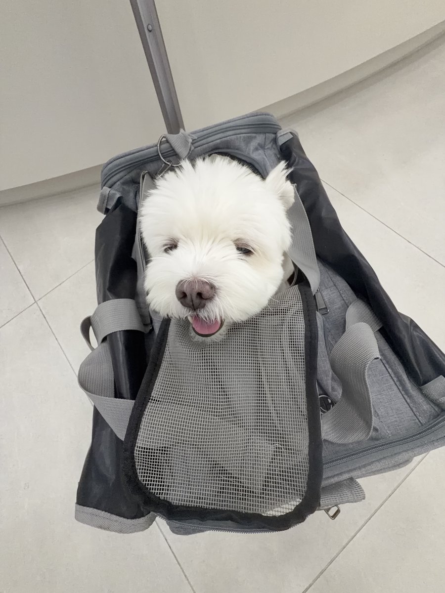 hlhmghlhmg's tweet photo. 아기같은얼굴로 노견존 가잇으니까슴가가찢어딜거같네.. https://t.co/tZj4qckCFz