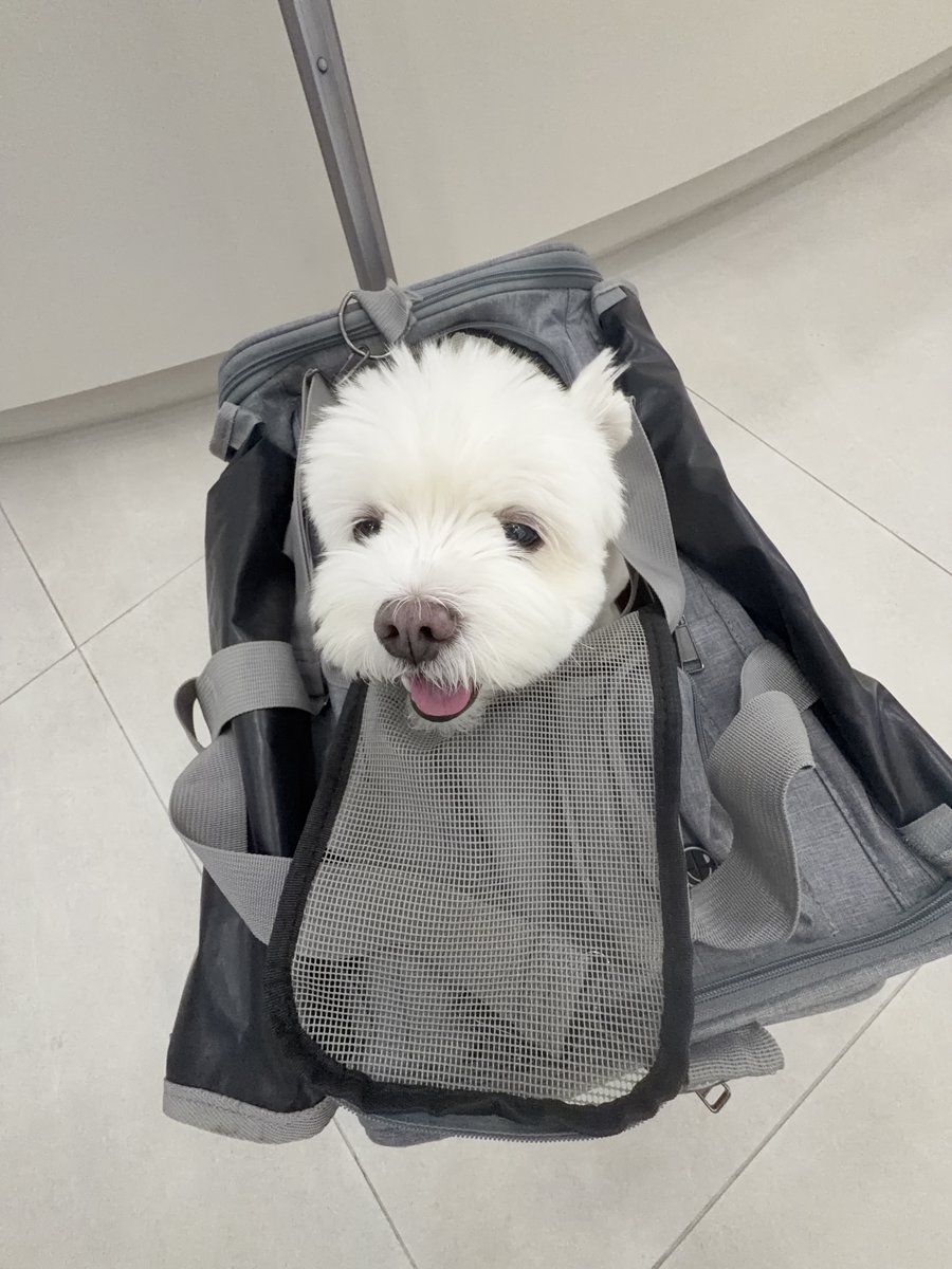 hlhmghlhmg's tweet photo. 아기같은얼굴로 노견존 가잇으니까슴가가찢어딜거같네.. https://t.co/tZj4qckCFz