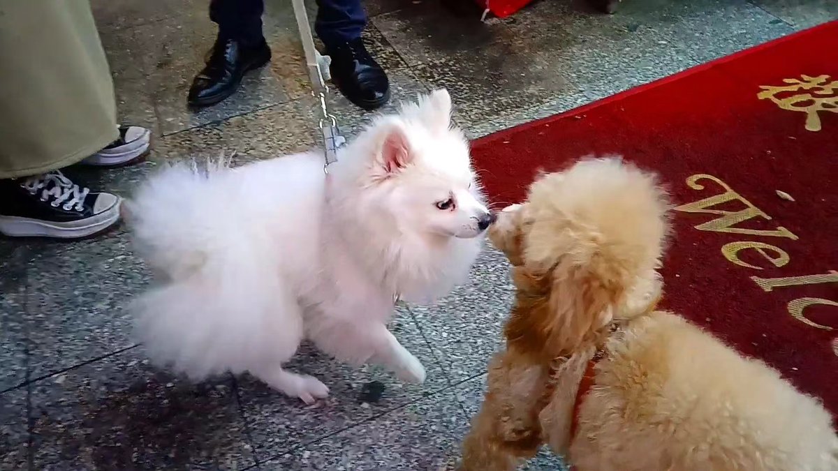 LishaRobbi64yc's tweet photo. Mi perro me espera cada tarde con su cola que no para de moverse, es el mejor regalo que la vida me dio. https://t.co/nCsJEXwt3I