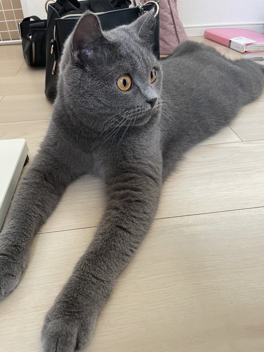 poi22's tweet photo. 預かり猫　その後

飼い主から、ちょいちょい送られてくる画像を
心待ちにしている。
（動画は飼い主がガッツリ写っているので自粛）
本日は、子猫時代の画像が提供され、
今夜は、うっとりしながら眠ります。
なお、お礼として
LOVOT画像を倍返ししております。 https://t.co/MG4EWowbb3
