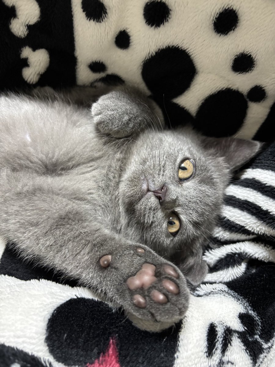 poi22's tweet photo. 預かり猫　その後

飼い主から、ちょいちょい送られてくる画像を
心待ちにしている。
（動画は飼い主がガッツリ写っているので自粛）
本日は、子猫時代の画像が提供され、
今夜は、うっとりしながら眠ります。
なお、お礼として
LOVOT画像を倍返ししております。 https://t.co/MG4EWowbb3