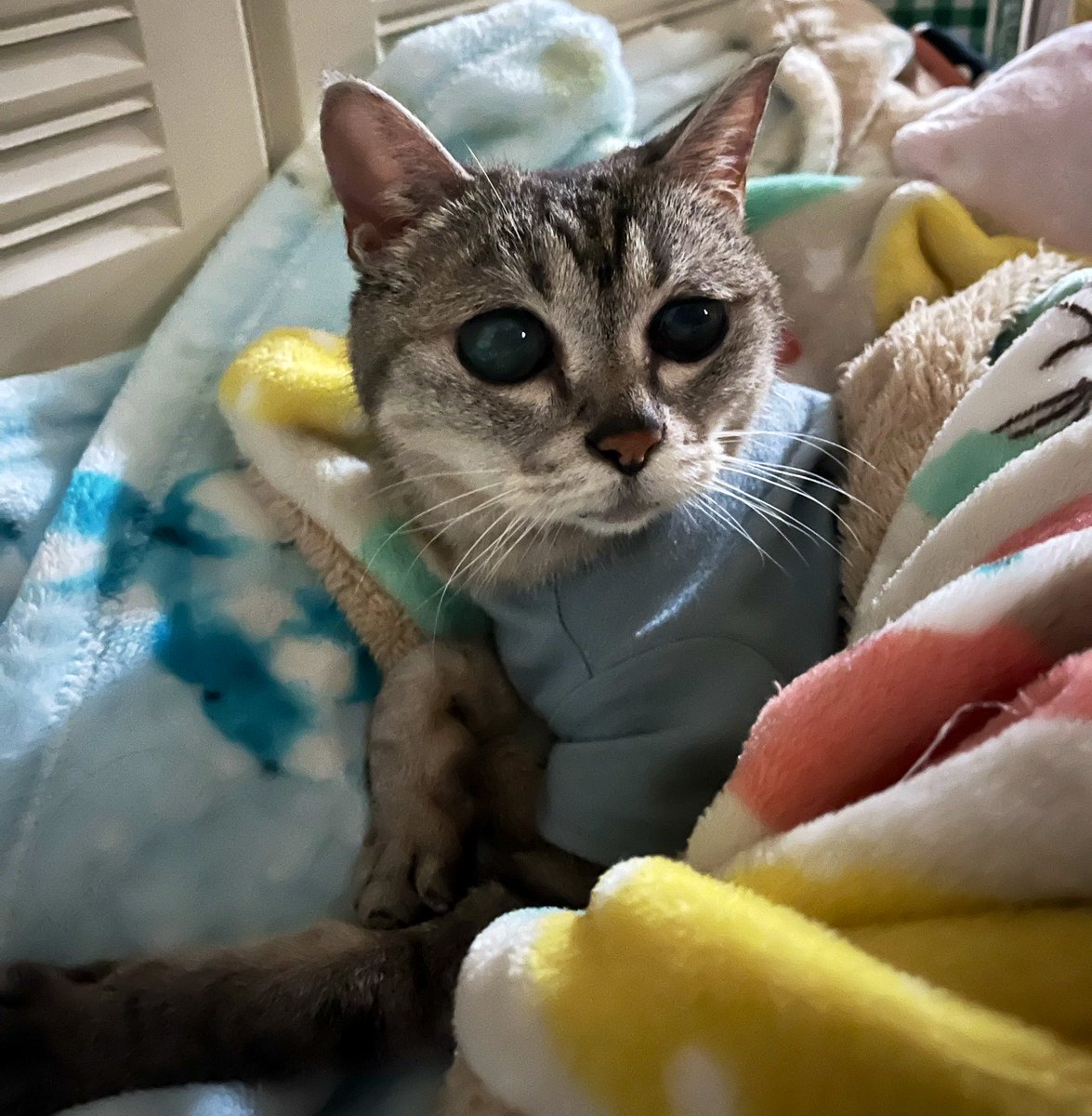ururuneko's tweet photo. うーたんお留守番ありがとね！⭐️
#ハイシニア猫 https://t.co/JrIw2lq2IW