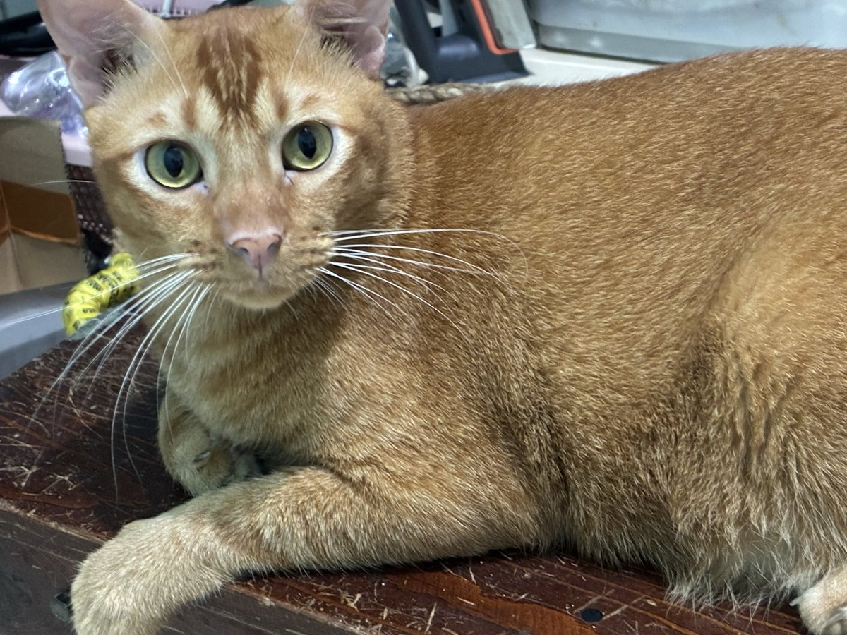 momomeowclub's tweet photo. I have a toasted….cat https://t.co/4txbg3pJy2