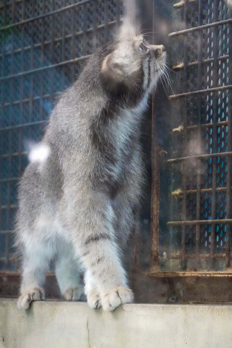 nrkm_gt's tweet photo. 今日はニャルソックも程々だったので下へ降りてくるのも秒で終了、みたいな
イーリスくんは可愛いのですが
ヘタクソな写真ばかりになってしまった💦 https://t.co/gEeb1JkS6i