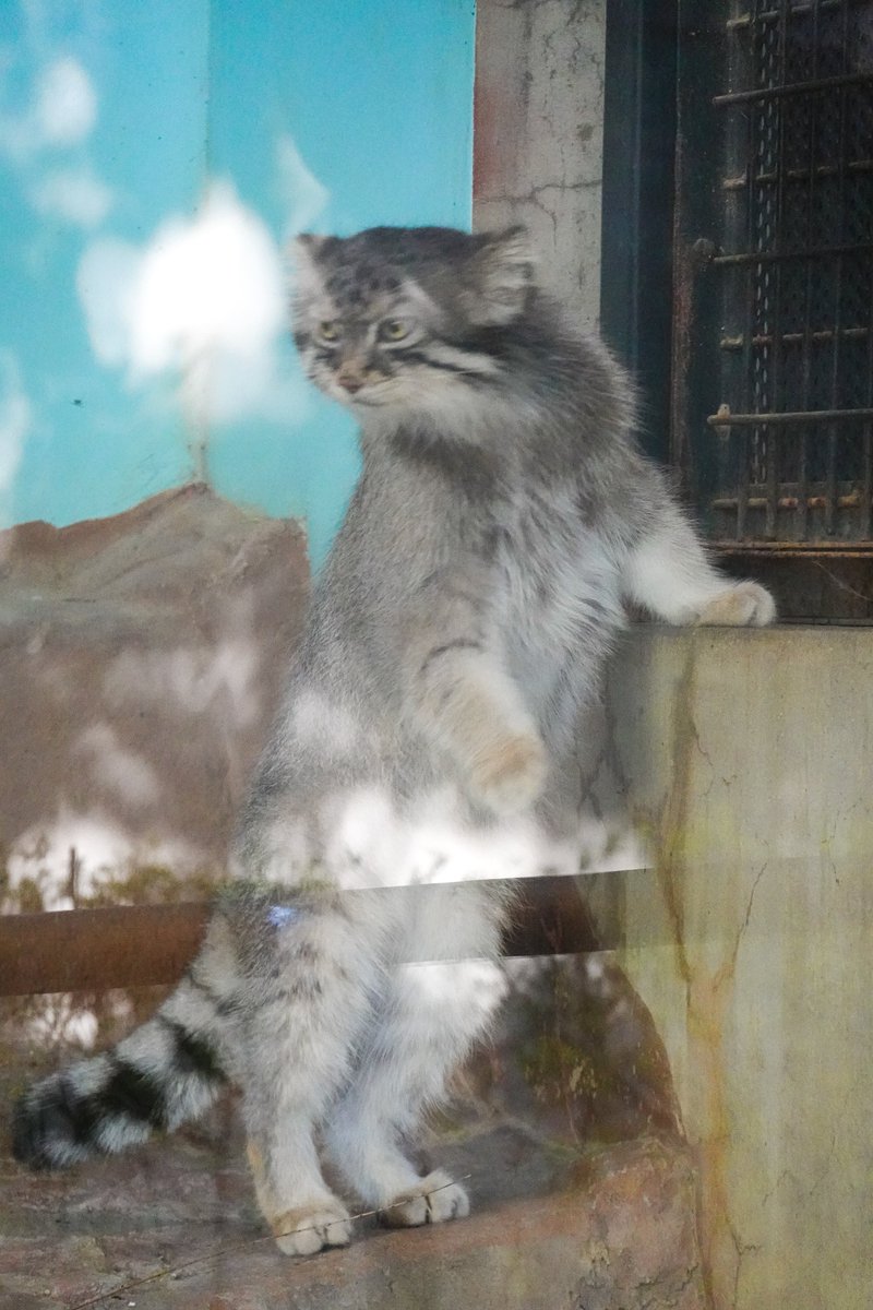nrkm_gt's tweet photo. 今日はニャルソックも程々だったので下へ降りてくるのも秒で終了、みたいな
イーリスくんは可愛いのですが
ヘタクソな写真ばかりになってしまった💦 https://t.co/gEeb1JkS6i