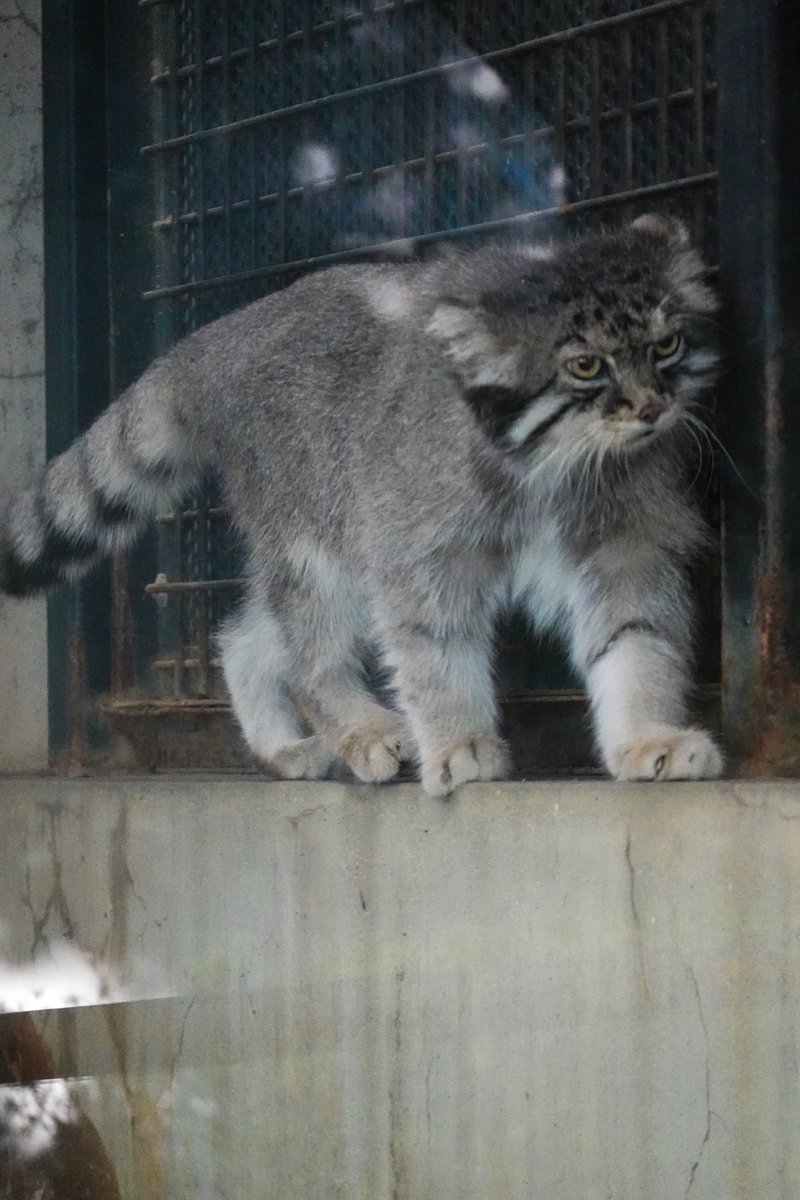 nrkm_gt's tweet photo. 今日はニャルソックも程々だったので下へ降りてくるのも秒で終了、みたいな
イーリスくんは可愛いのですが
ヘタクソな写真ばかりになってしまった💦 https://t.co/gEeb1JkS6i